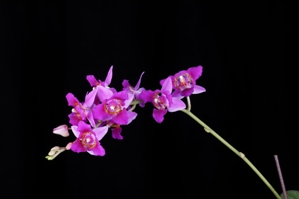 Phalaenopsis Liu's Bride Rouge KF #1 HCC/AOS 77 pts.Inflor